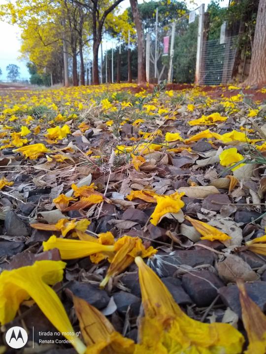 Foto 10 de 31 — Florada dos ipês dá novo colorido a Araraquara e internautas enviam fotos; veja